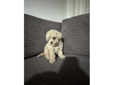 Apricot renk teacup poodle yavrular