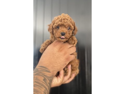 Kore poodle bebekler hazır