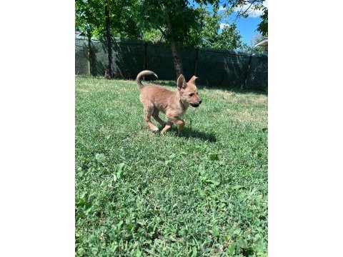 Akita inu yavrularımız 3 aylık