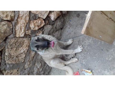 8 aylık kangal köpeği