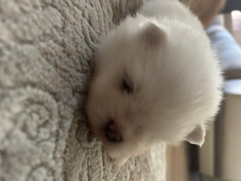Pomeranian boo sahiplendirilecektir