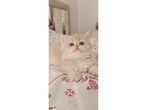 Çikolata golden safkan british longhair