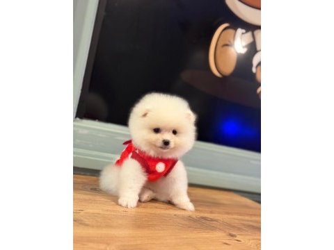Kilo ve ırk garantili ayı surat garantili pomeranian