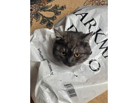 Uslu british shorthair ev kedisi yeni yuvasını arıyor