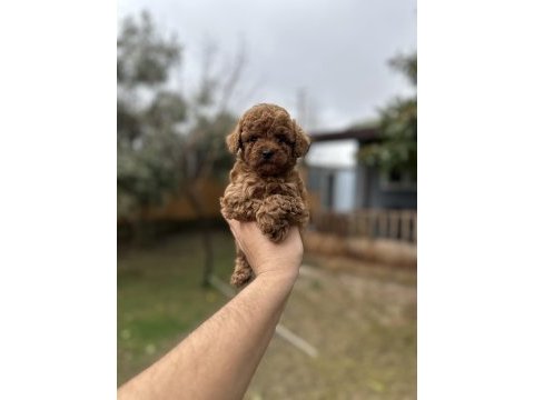 Sağlık ve ırk garantili toy poodle yavrularımız 