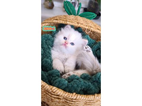 Safkan british longhair ve shorthair show kalite yavrular