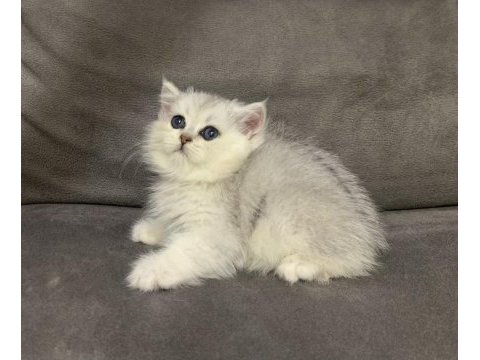 Evden show kalite safkan british shorthair bebekler