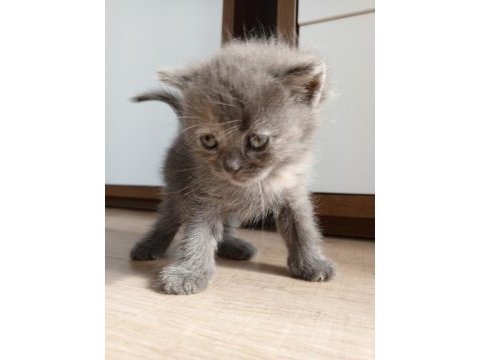British shorthair bebekler