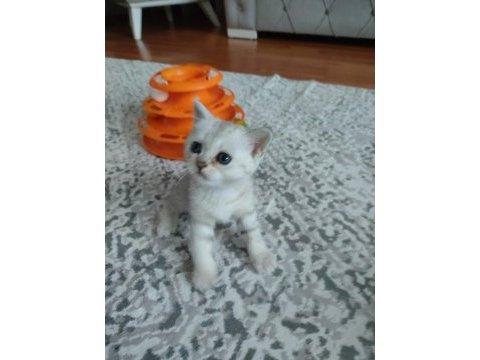 British shorthair yavrularımız