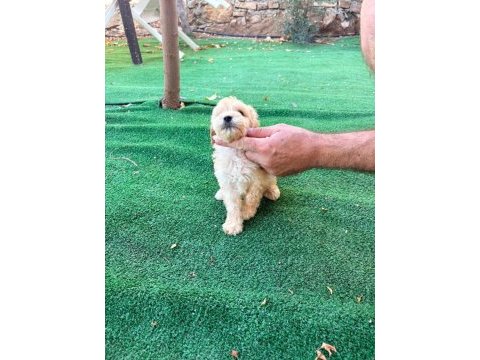 2 aylık prenses dişi poodle