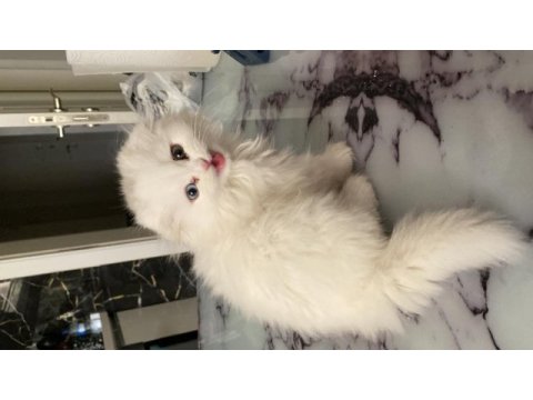 Minik bir prenses british longhair