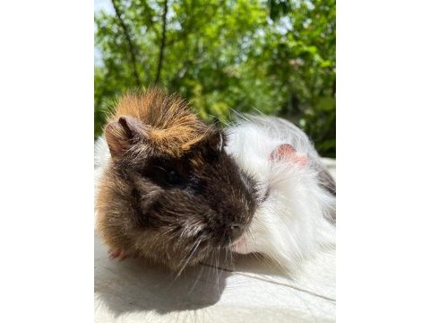 Sevinli guineapig