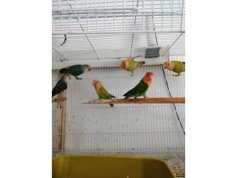 Yavru yetişkin sevda papağanı
