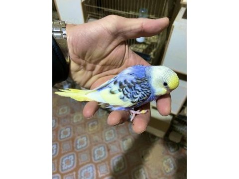 Yavru muhabbet kuşları