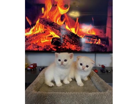 Rusya kanı british shorthair bebekler