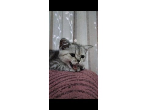 Scottish fold mersin 2 aylık
