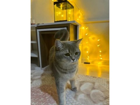 British shorthair 12 aylık kedimiz