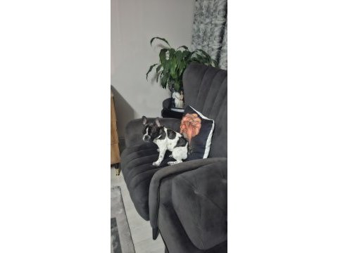French bulldog köpeğimiz 5 aylık