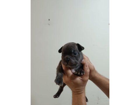 Rezerveye açık french bulldog yavrular