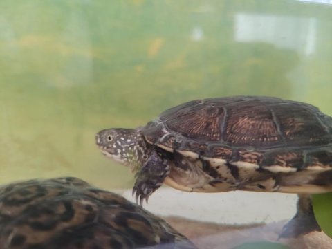 Benekli ve kırmızı yanaklı su kaplumbağa çifti