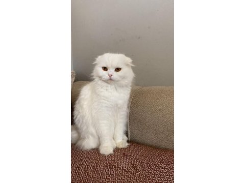 Beyaz scottish fold scottish straight