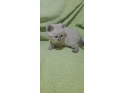 Scottish fold longhair