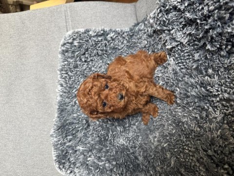 Mini boy toy poodle