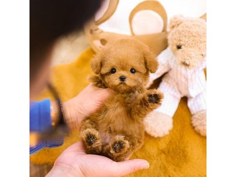 Super star toy poodle yavrularım