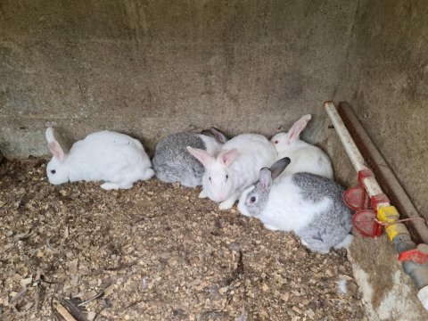Akkuş üretim çiftliğinden tavşan çeşitleri