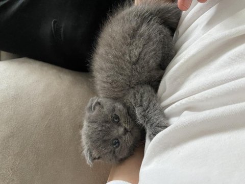 Yavru british shorthair