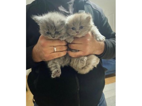 Efsane lilac british longhair yavrularımız