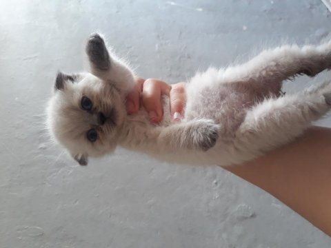 Scottish fold yavru