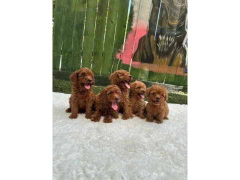 Ziyarete açık erkek dişi poodle bebekler 