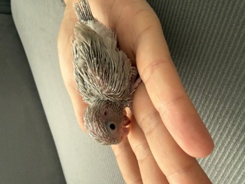 3 adet forpus papağanı yavruları