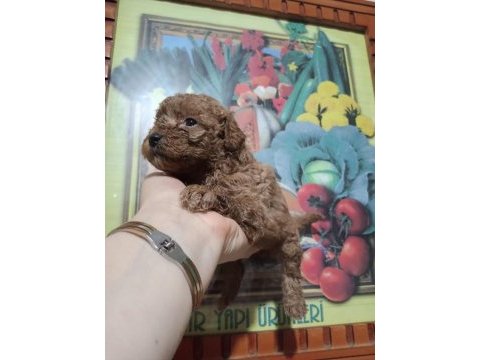 Toy poodle yavrular