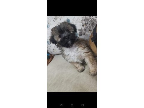 Son erkek maltese bebeğim