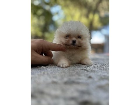 Sağlık ve ırk garantili buram buram kalite köpekler