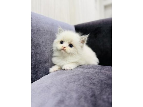 Ragdoll bebeklerimiz