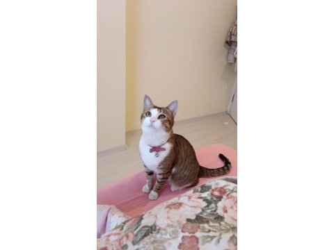 Merhaba benim adım şili