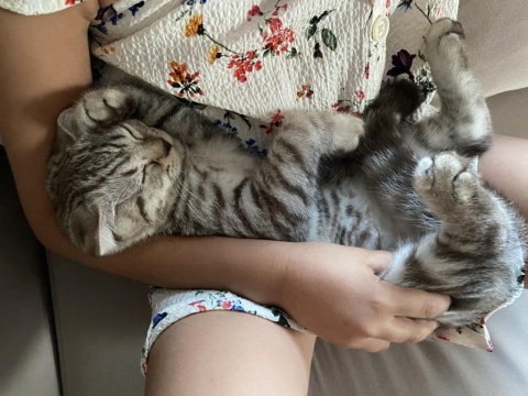 4.5 aylık scottish fold kedi sahiplendirmek istiyorum