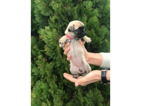 Hamburger suratlı pug / mops puppy
