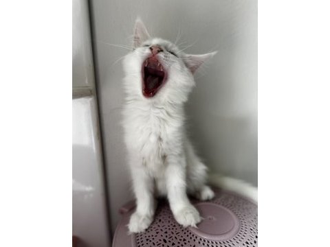 Muhteşem görünümlü beyaz maine coon