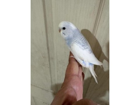 30 günlük renk güzeli erkek bebek muhabbet kuşu