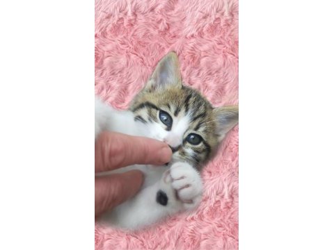 Acil dişi yavru kedimizi sahiplendirme