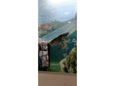 Odun köpek balığı