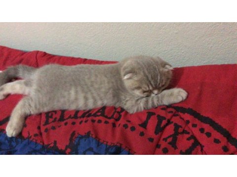 Scottish fold kedimize sıcak yuva arıyoruz