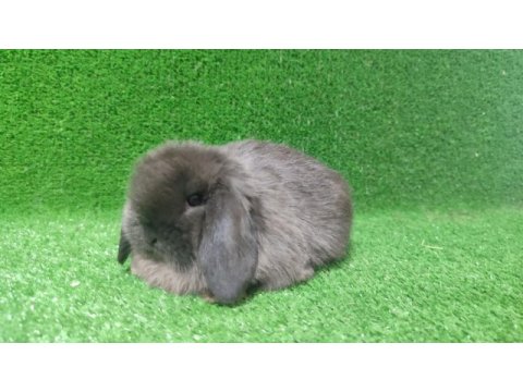 Mini lop tavşanı