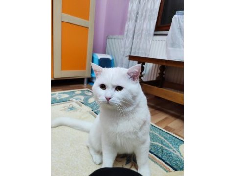 Koca kafa british longhair behlül
