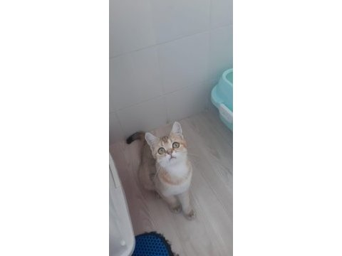 Golden british shorthair prensesimiz