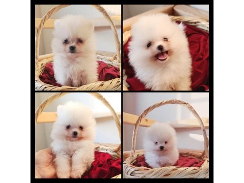 Pomeranian boo bebekler kalitenin adresı